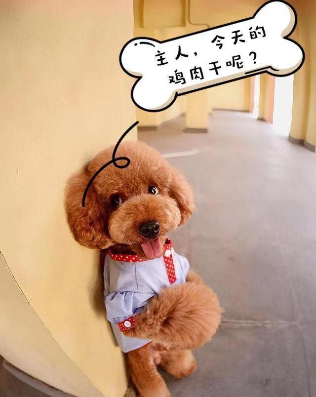 家里又腥又臭? 教你5招, 改善满屋的“尿骚味”, 简单有效!