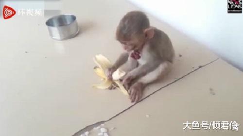 暖心！小猴子被人遗弃河边，狗狗捡到后把它背回了警局.......