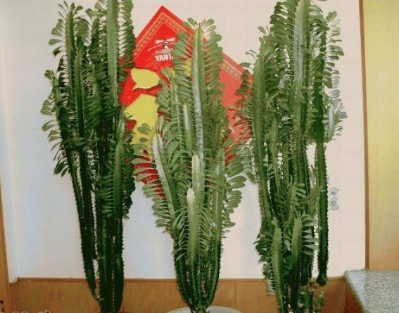 这3种花再贵也要买，养10盆都不介意，摆在客厅里，身体更强壮！