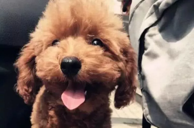 自从挨了主人揍，泰迪每次坐电梯，动作都能把人笑喷