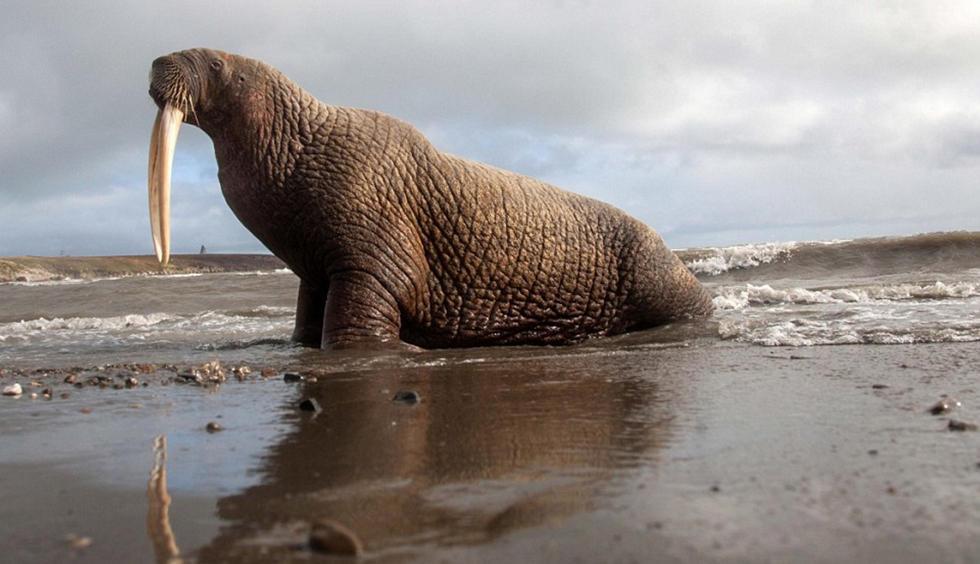 “肥者生存”——地球上最肥胖的动物