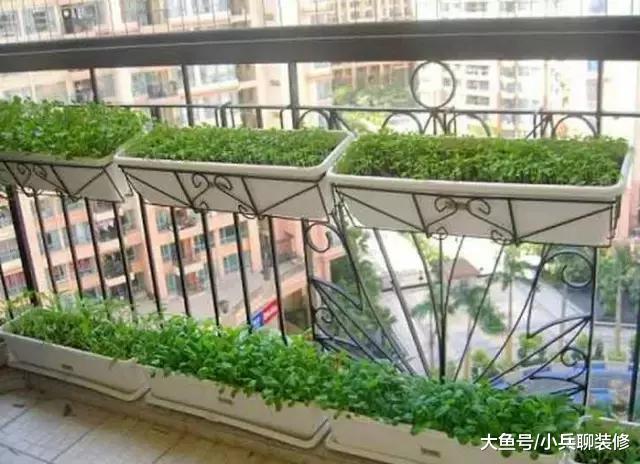 公婆进城后闲不住，阳台这么多种菜，一年都不用买蔬菜了！