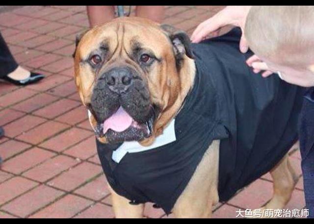 狗狗患癌只剩3个月时间，主人将婚礼提前举行，让其见证她的幸福