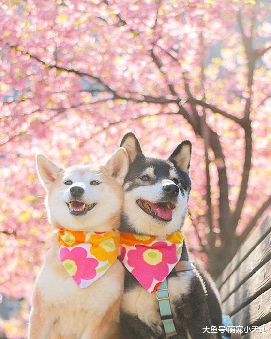 超可爱柴犬兄妹，带着疗愈笑容来融化每个人的心！