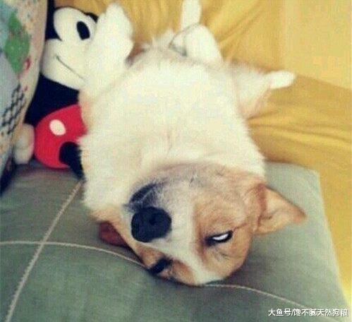 造成柯基犬“便便软臭”的原因，你还不知道吧