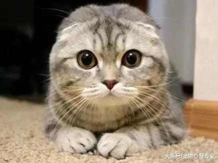 辟谣! 猫咪为什么会踩奶? 只因为思念母亲吗?