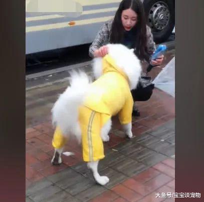 萨摩耶在公交站旁傻等，女主人下车的瞬间被暖到了，这狗真没白养