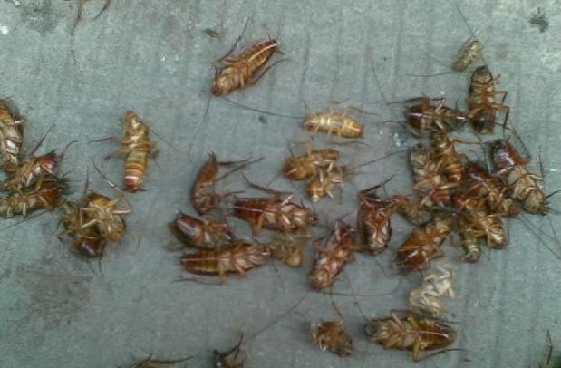 光用樟脑丸根本没办法把蟑螂全灭，婆婆用一颗土豆竟杀死一片！暖男历劫