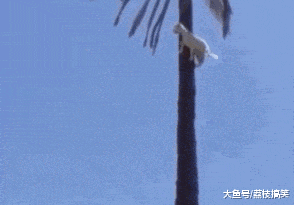 爆笑GIF：伴娘们，加油啊，你们一定要顶住敌人的炮火