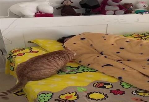 橘猫每天都来喊主人起床, 终于主人受不了了: 大哥, 放过我吧!