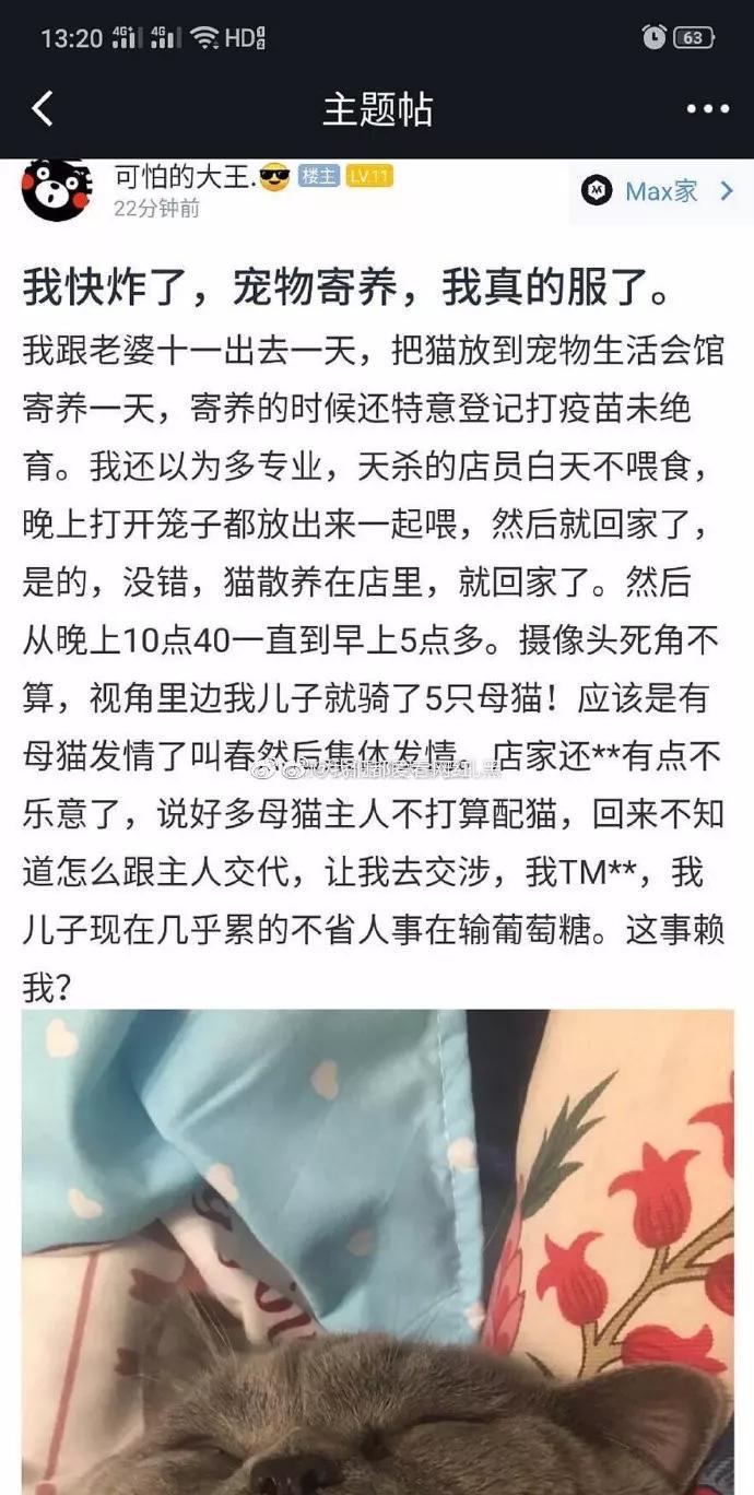 把猫咪放去寄养服务，结果发生了这样的一幕
