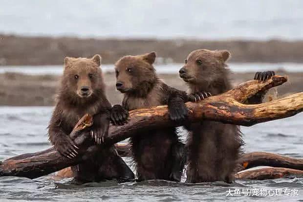 两只熊为争领地而打架，男子心都要揪起来，一看旁边却破功了