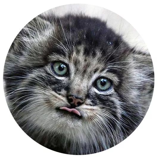 明明是我猫生的崽！怎么长得像隔壁老王的娃？