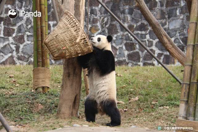 如果大熊猫不再濒危能做宠物吗？暖暖：我把一个国家吃穷了