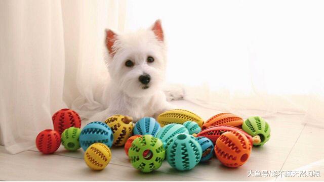 宠物医生：不要再把狗狗当孩子养了，你这样只会害了它