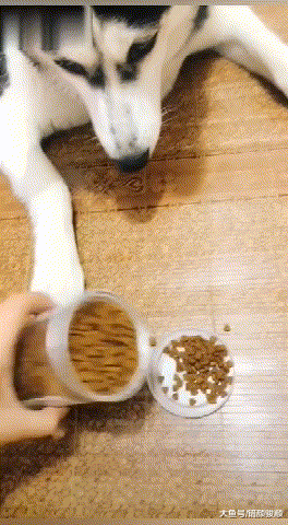 狗：你要是不喂我吃饭，我就离家出走！主人：行行行，我喂我喂！