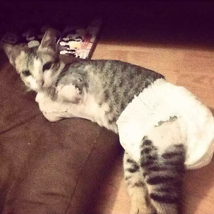 励志喵生吸粉14万人！生活不易，你却还没有一只猫努力！