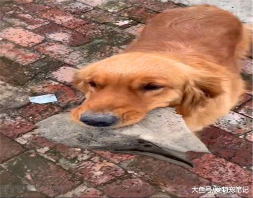 网友每次回老家，金毛都会叼个东西跟她换吃的，全网最讲究的狗子