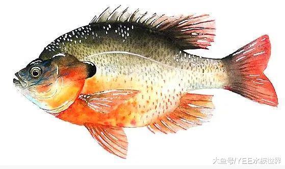 美洲太陽魚入侵：日本泛濫成災難解決，我國做成菜好吃到停不下來
