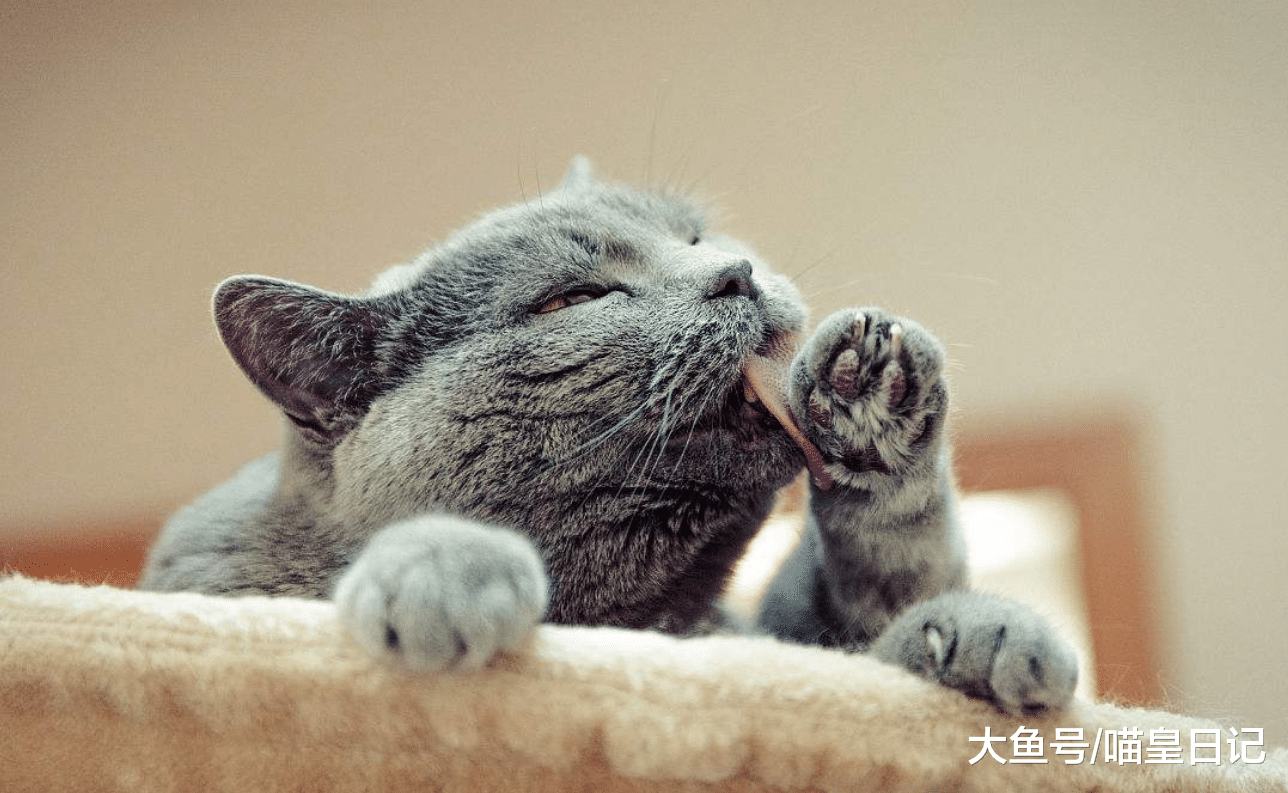 没有凶过喵星人, 可它却怕自己? 反省一下你有没有这三种行为!