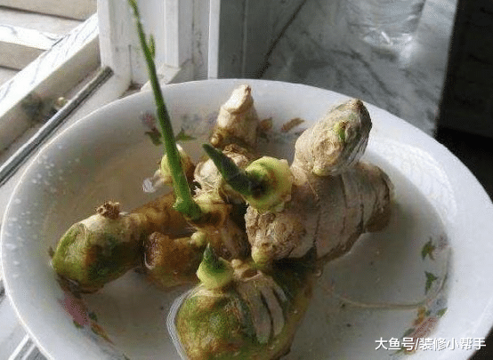 这两种常用的菜，适合种在阳台上，做饭再也不用买它了