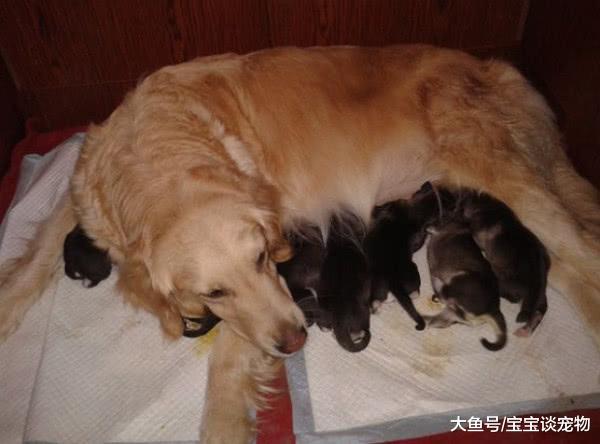 金毛水性杨花狂追二哈，2月后生下6只，主人一看气得到处找刀！