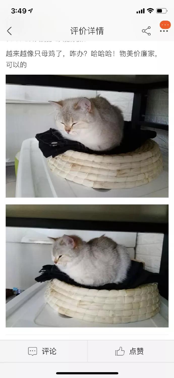 一到夏天，鸡窝的买家秀全是猫