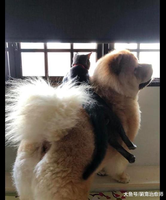 猫咪踩着狗狗的背看窗外风景, 狗狗一脸的委屈: 我是被强迫的!