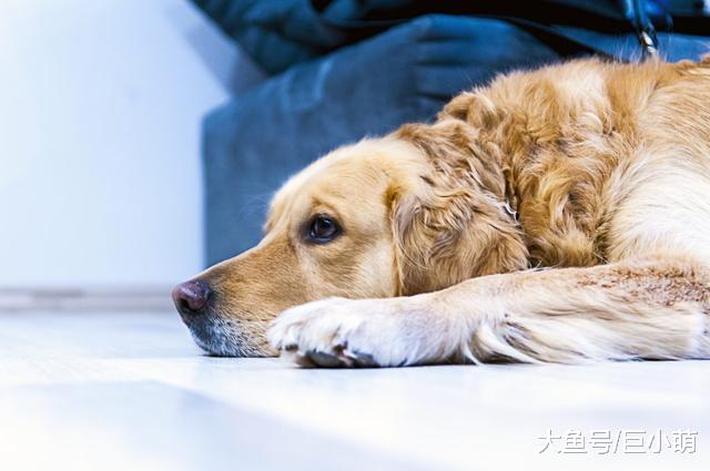 这5种让狗狗恐惧的事，该怎么解决？全帮你总结好了