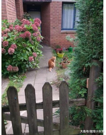 散步撞见世界最悲伤的脸， 胖橘天生衰毛，害路人看了笑翻