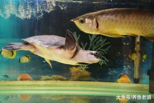 不要再把这几种小生物混养在观赏鱼缸里了，鱼儿会莫名失踪！