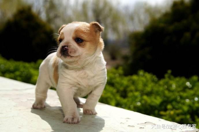 狗狗寿命有限, 纠正7大慢性杀狗行为, 让狗狗陪伴我们更久一些