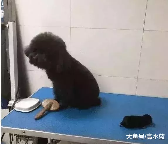 小泰迪出生后只有三条腿，主人狠心抛弃，宠物店看不下去直接收编