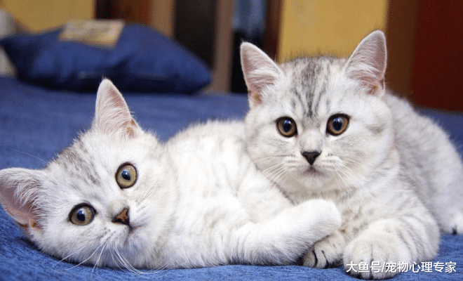 辟谣! 猫狗不能吃盐? 其实吃多了吃少了都会出问题