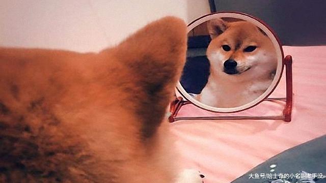 柴犬：今天又被自己帅醒了，这只柴犬每天要照镜子半个小时