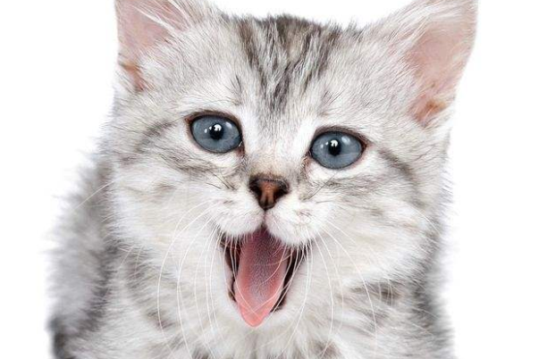 猫咪虽然喜欢干净，但是我们打扫卫生的时候不能做这几件事情，不然就是在害它