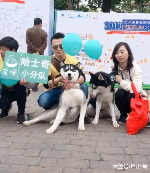 7只哈士奇拍合照，没有一只正常的，中间那只二哈超搞笑！