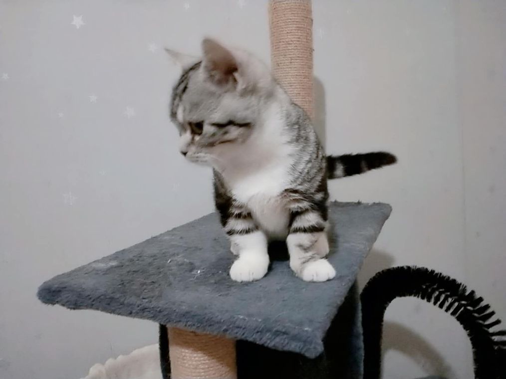 当猫爱上了床，提前过上老年生活，主人已经预测到了猫以后的身材