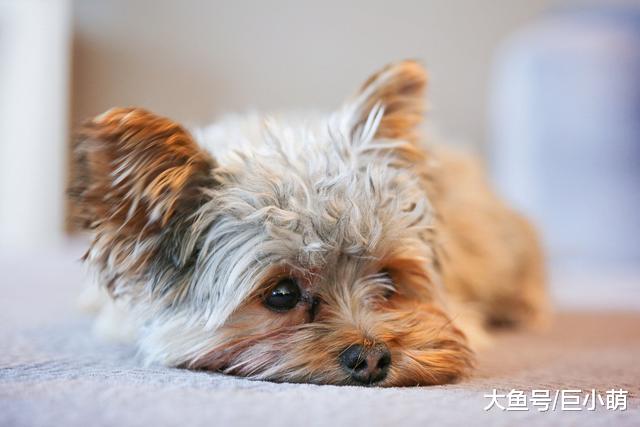 一文读懂狗狗焦虑症状，狗狗的心思，从此不再靠猜