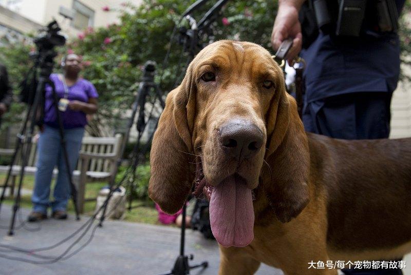 嗅觉最灵敏的犬种，通过气味追查的最高纪录是二百二十公里
