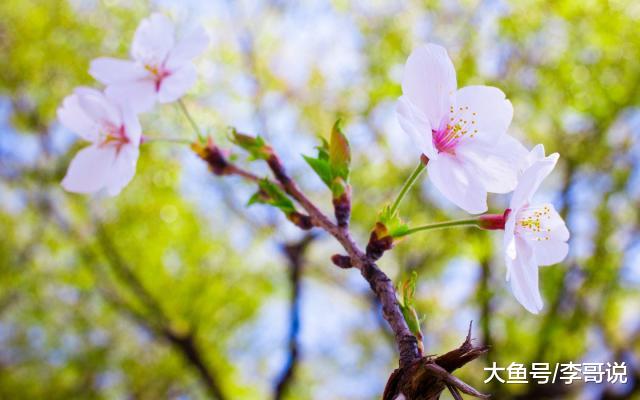 50岁以后，身边最亲的人是谁？