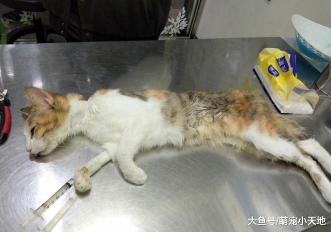 因晚上会叫三花猫就被主人退养，厌食剩1.6公斤想饿死自己
