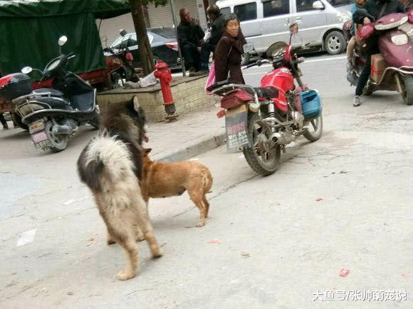 小县城遛狗就可以不牵绳？引发网友们强烈谴责：道德都不要了！