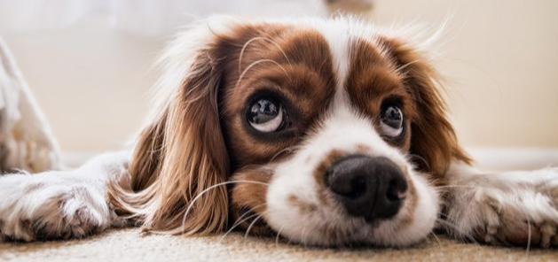 如何消除狗对自己的敌意？四步接近怕人的狗狗，接近流浪狗也可用