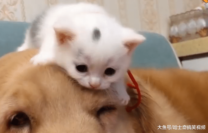金毛咬住小奶猫就跑，结果第二天才明白，它想要的是什么