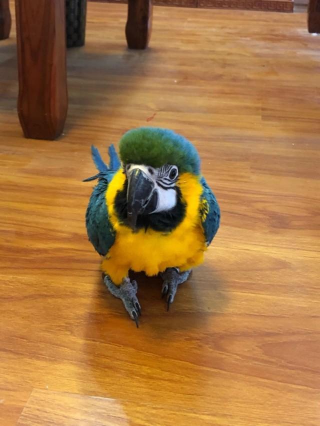 新手应该饲养一只鹦鹉，还是一对鹦鹉？这些饲养知识你应该知道