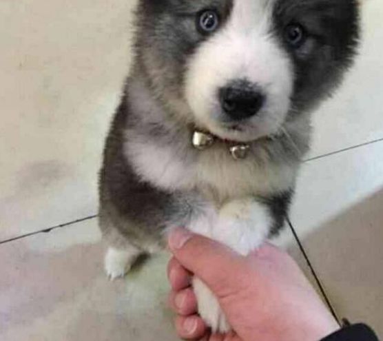 哈士奇下乡“祸祸”邻家母狗，结果一群高颜值的妖孽大家抢着要！