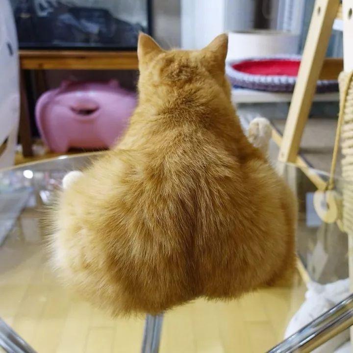 猫, 也是有蜜桃臀的!
