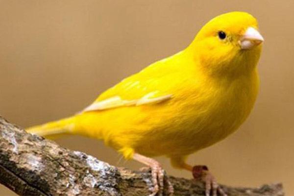 地球上10大鸣鸟，百灵鸟居榜首，金丝雀第五，你最喜欢哪个？