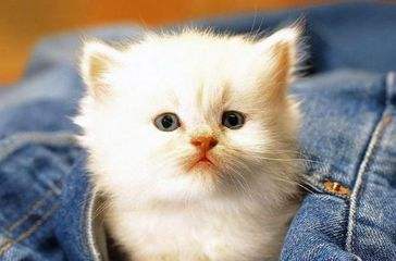 女子花300块买回一只猫，越养越不对劲，得知真实身份后不淡定了！